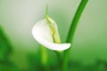 Flower of white calla (Zantedeschia) on a green background