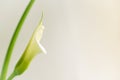 Flower of white calla (Zantedeschia) on a light background