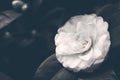 Flower white camellia, toned, soft focus. Delicate floral vintage background