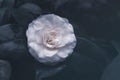 Flower white camellia, toned, soft focus. Delicate floral vintage background
