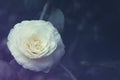 Flower white camellia, toned, soft focus. Delicate floral vintage background