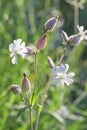 Flower of white campion, Silene latifolia, Catchfly macro in nature Royalty Free Stock Photo