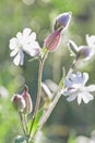 Flower of white campion, Silene latifolia, Catchfly macro in nature Royalty Free Stock Photo
