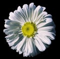 Flower white Chamomile on black isolated background with clipping path. Daisy white-yellow with droplets of water for design. Cl Royalty Free Stock Photo
