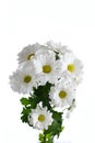 Flower a white chrysanthemum bush