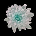 Flower white Chrysanthemum with a cyan shade inside, isolated on black background. Flower bud close up. Royalty Free Stock Photo