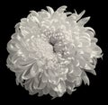 Flower white Chrysanthemum isolated on black background. Flower bud close up. Element of design Royalty Free Stock Photo