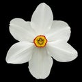 Flower of white Daffodil narcissus, isolated on black background