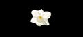 Flower of white daffodils (daffodils) isolated on black background Royalty Free Stock Photo