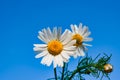 Flower white Daisy against the blue sky, spring, summer landscape, close-up, Royalty Free Stock Photo