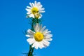 Flower white Daisy against the blue sky, spring, summer landscape, close-up, Royalty Free Stock Photo