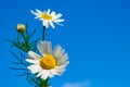 Flower white Daisy against the blue sky, spring, summer landscape, close-up, Royalty Free Stock Photo