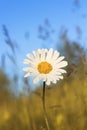 Flower white Daisy growing on the summer meadow on blue sky Royalty Free Stock Photo