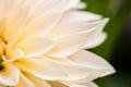 Flower of a white dalia Royalty Free Stock Photo