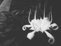 Flower white and dark beautiful bnw Royalty Free Stock Photo