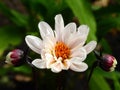 Flower with white flower petals is closed with two rosebuds.