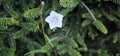 flower, white flowers. Purple flowers of Dalmatian flower or Adriatic flower or Wallflower (Campanula portenschlagiana).