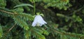 flower, white flowers. Purple flowers of Dalmatian flower or Adriatic flower or Wallflower (Campanula portenschlagiana).