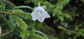 flower, white flowers. Purple flowers of Dalmatian flower or Adriatic flower or Wallflower (Campanula portenschlagiana).