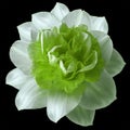 Flower white-green narcissus on the black isolated background with clipping path no shadows. Closeup For design. Royalty Free Stock Photo
