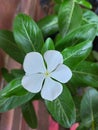 The flower is white and has five very beautiful petals