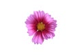 flower on white isolate background Royalty Free Stock Photo