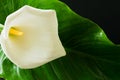 Kalla flower.White Kallas flower on a black background.Big white flower on black Close-up