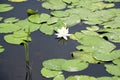 The flower of the white kubysh in the old pripyat. Reflection in water. Water lily Royalty Free Stock Photo