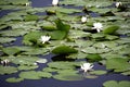 The flower of the white kubysh in the old pripyat. Reflection in water. Water lily Royalty Free Stock Photo