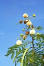 Flower of white leadtree Royalty Free Stock Photo