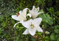 A flower of a white lily. Pistils and stamens of white lily.