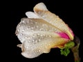 Flower of white magnolia in drops of water isolated on black. magnolia bud close-up Royalty Free Stock Photo