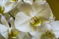 The flower of a white moth orchid in macro closeup, beautiful flowers from Asia, nature background