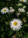Flower white nature Spring beauty simple eco-friendly daisy