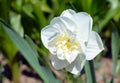 Flower, white, nature, spring, plant, garden, yellow, bloom, green, blossom, daffodil, narcissus, flowers, petal, floral, beauty, Royalty Free Stock Photo