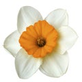 Flower white-orange narcissus on a white isolated background with clipping path no shadows. Closeup For design. Royalty Free Stock Photo