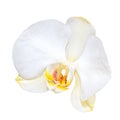 A flower of a white orchid close-up. Isolated on a white background. Phalaenopsis