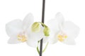 Flower of a white orchid Royalty Free Stock Photo