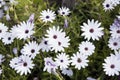 Flower with white petals. Dimorphoteca ecklonis