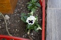 A flower with white petals and a purple core.