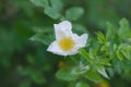 A flower with white petals and a yellow core. Wild rose blooms Royalty Free Stock Photo