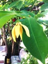 Cananga odorata yellow flower plant Royalty Free Stock Photo