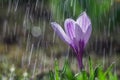 Flower of white-purple crocus on the background of rain drops tracks Royalty Free Stock Photo