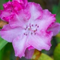 Flower of white and purple rhododendron