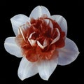 Flower white-red narcissus on the black isolated background with clipping path no shadows. Closeup For design. Royalty Free Stock Photo