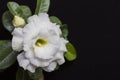 Flower white rose or adenium on black background Royalty Free Stock Photo