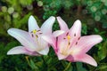 Flower White rose lily close up in the garden Royalty Free Stock Photo