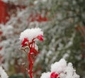 Flower white snow-covered in the cold in winter Royalty Free Stock Photo
