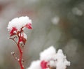 Flower white snow-covered in the cold in winter garden Royalty Free Stock Photo