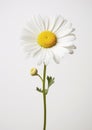 Flower white summer daisy beauty isolated closeup blooming yellow nature floral plant blossom Royalty Free Stock Photo